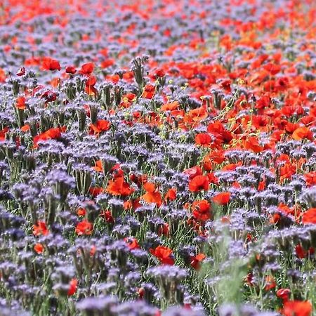 Un Po Sul Delta Villa Ariano nel Polesine Kültér fotó